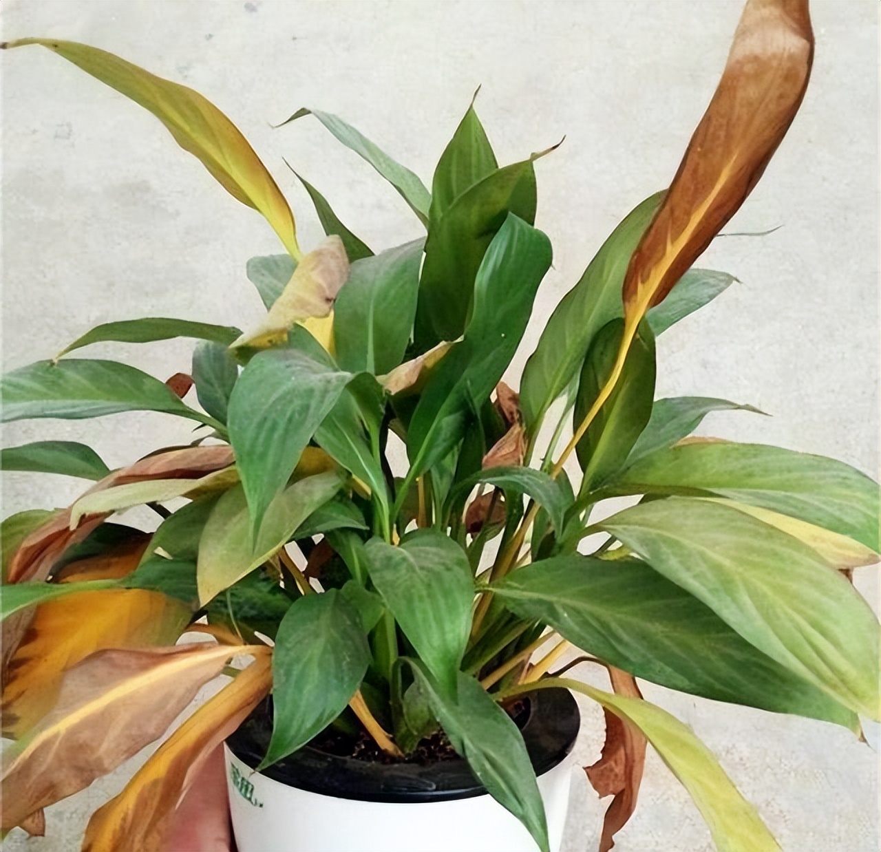 一帆风顺叶子发黄是什么原因,一帆风顺叶子有点发黄怎么办