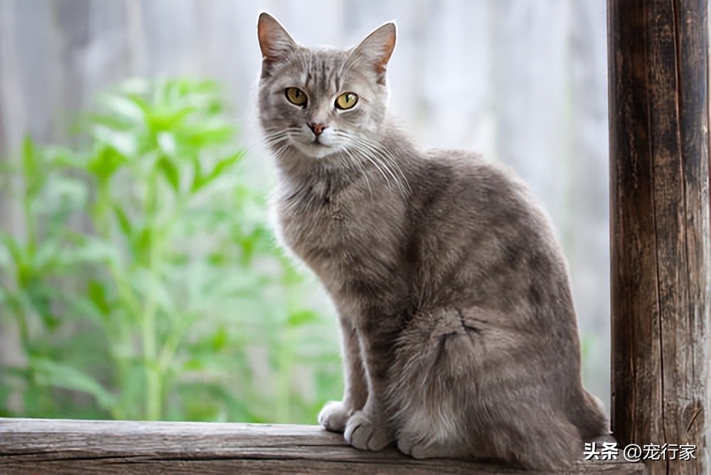 给猫吃肉可以加什么,猫除了吃猫粮和肉还吃什么