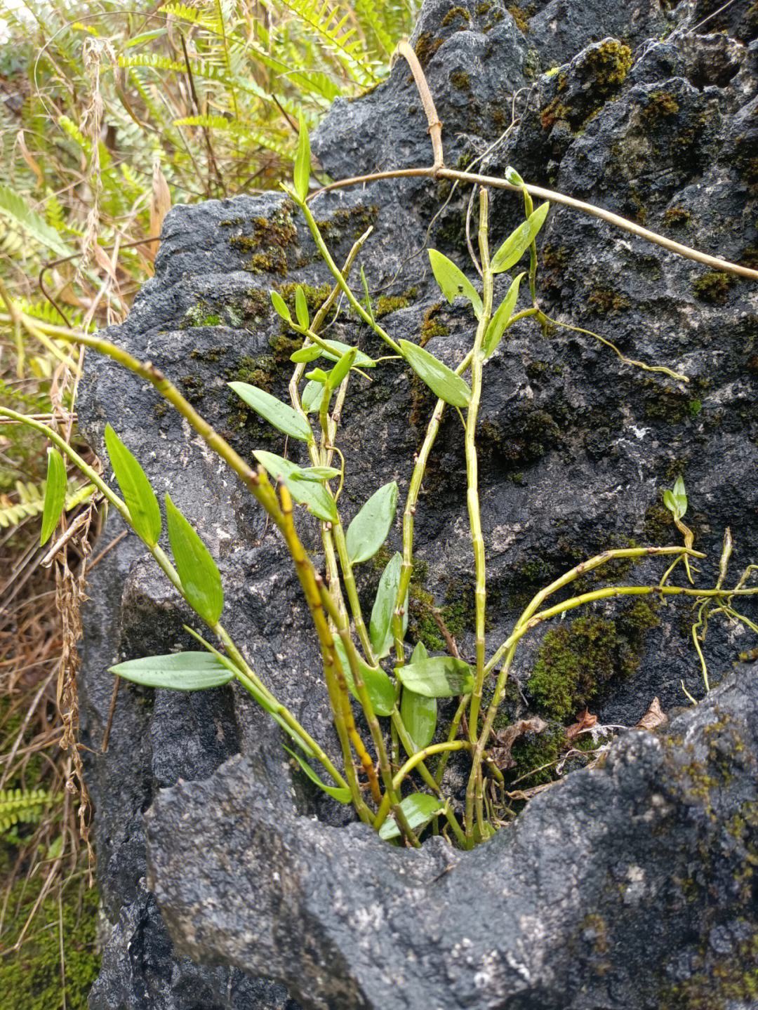 鲜的野生石斛多少一克,野生鲜石斛多少一克