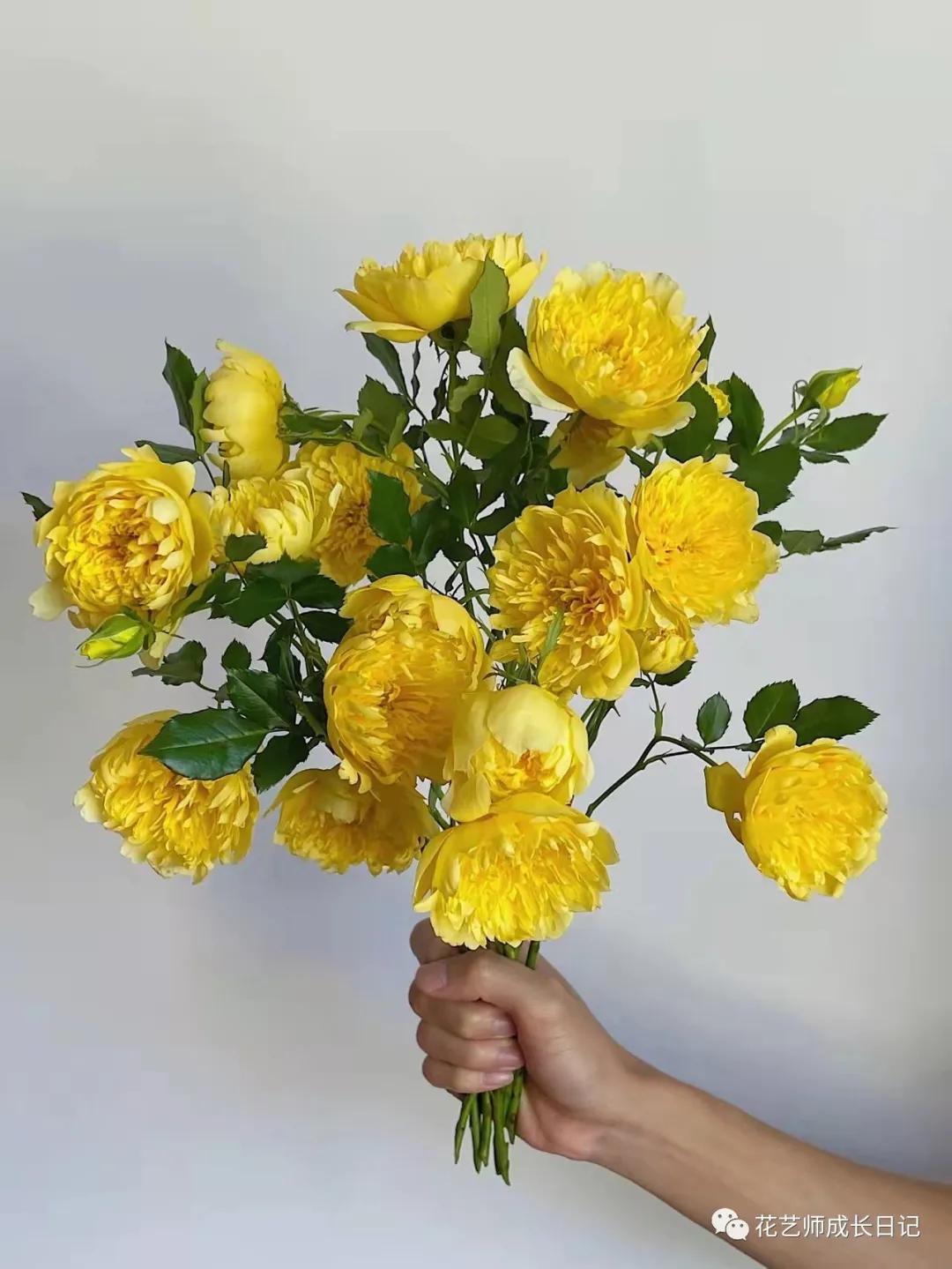 100朵玫瑰vol.50|烟花波浪玫瑰，菊里菊气，花开如烟火