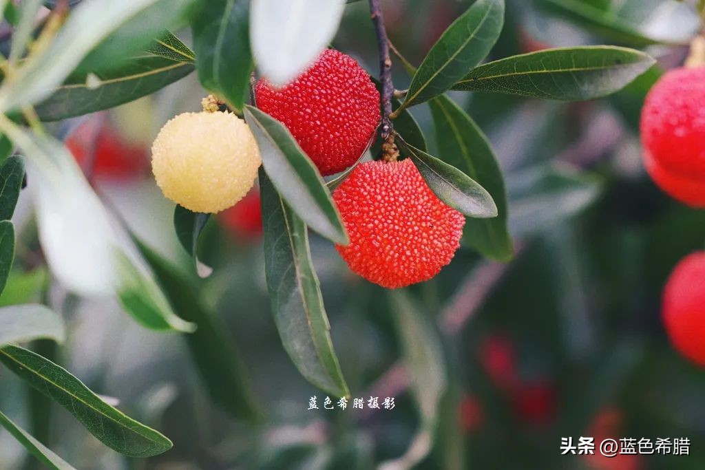 你好夏至愿一切美好都如夏而至,夏至已到愿所有美好如约而至