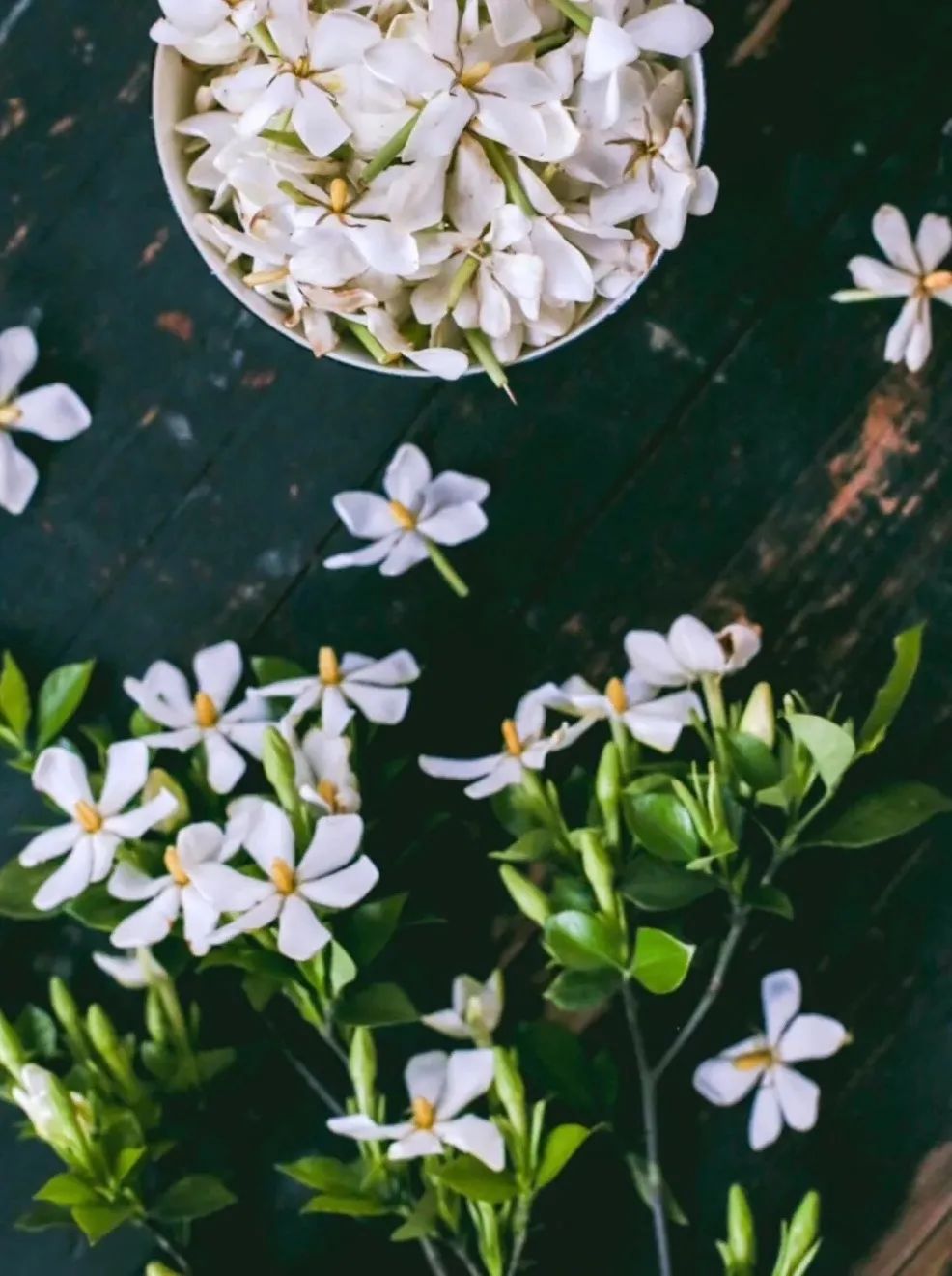 栀子花开呀开女声版完整版,栀子花开呀开呀歌词