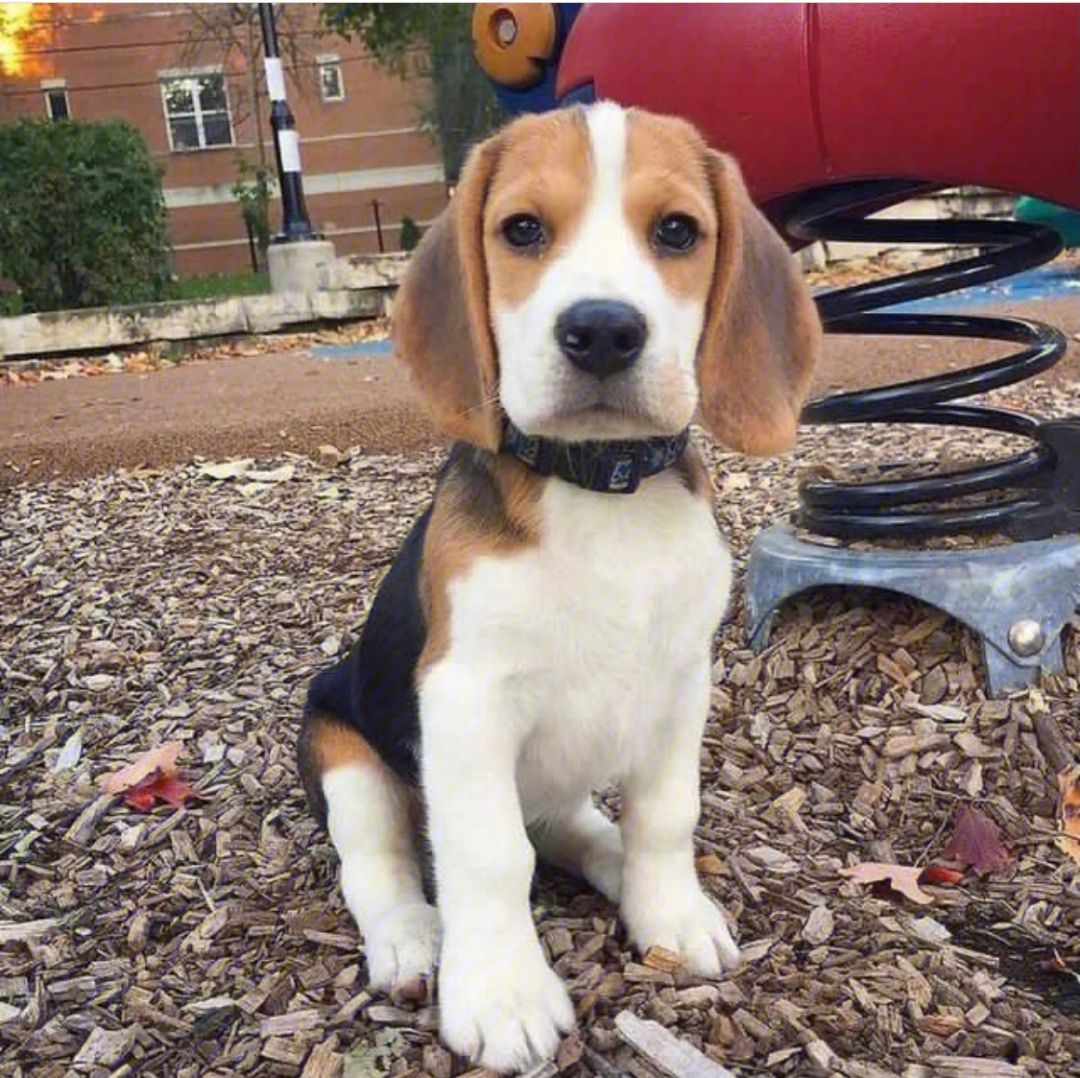 狗狗价格表又便宜又好养,便宜好养的狗狗