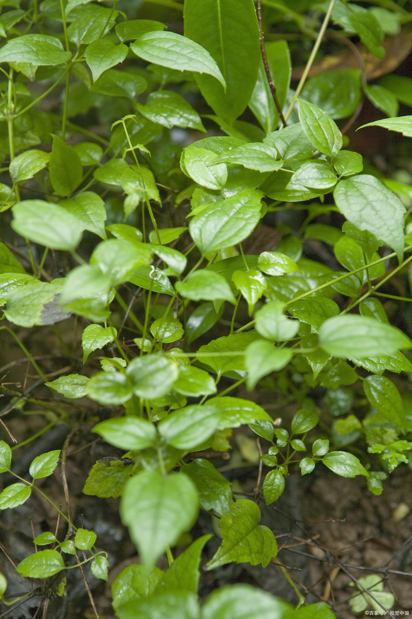 着凉了太阳穴紧绷怎么缓解,后背着凉僵硬紧绷怎么回事