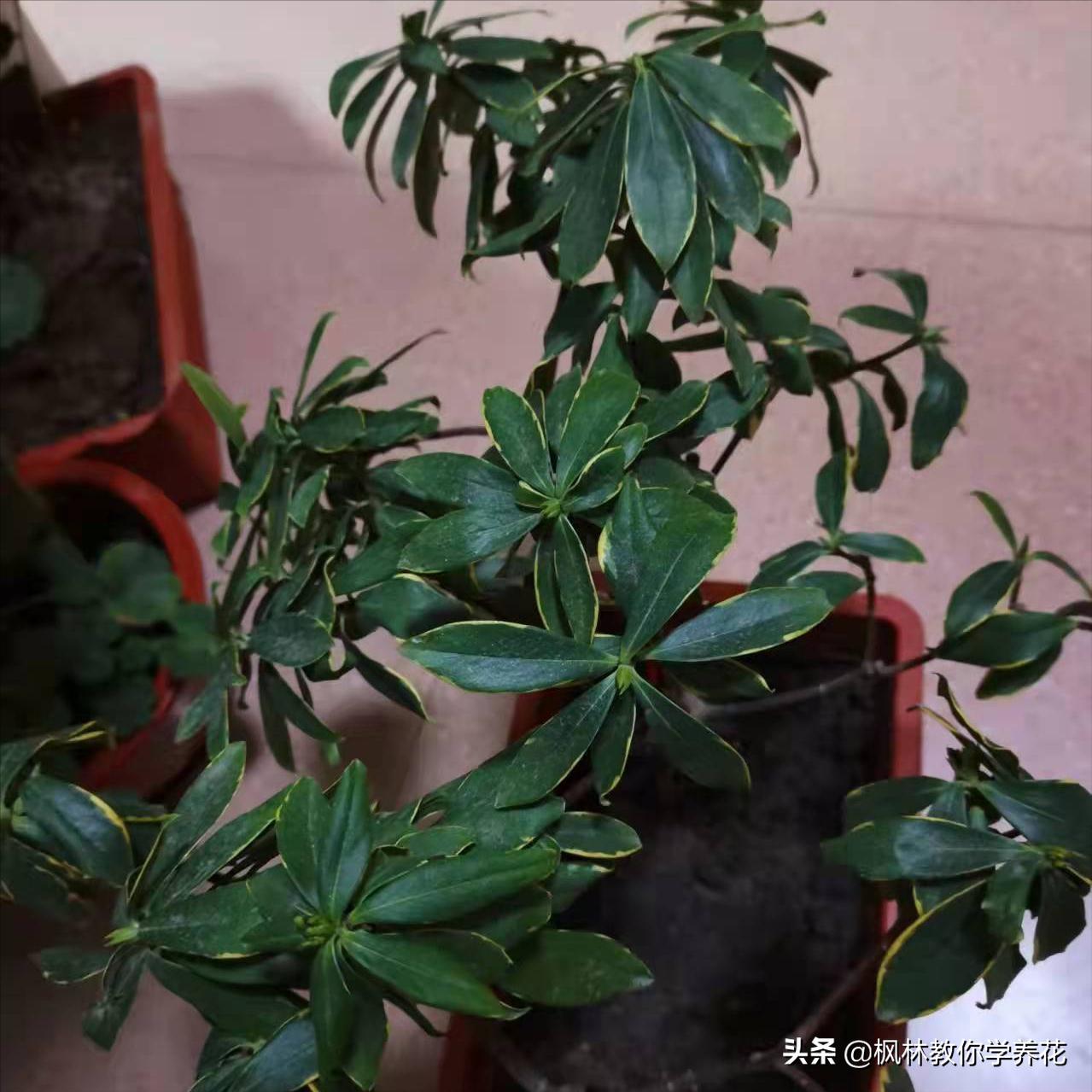 为什么金边瑞香不长,为什么金边瑞香花色越来越淡