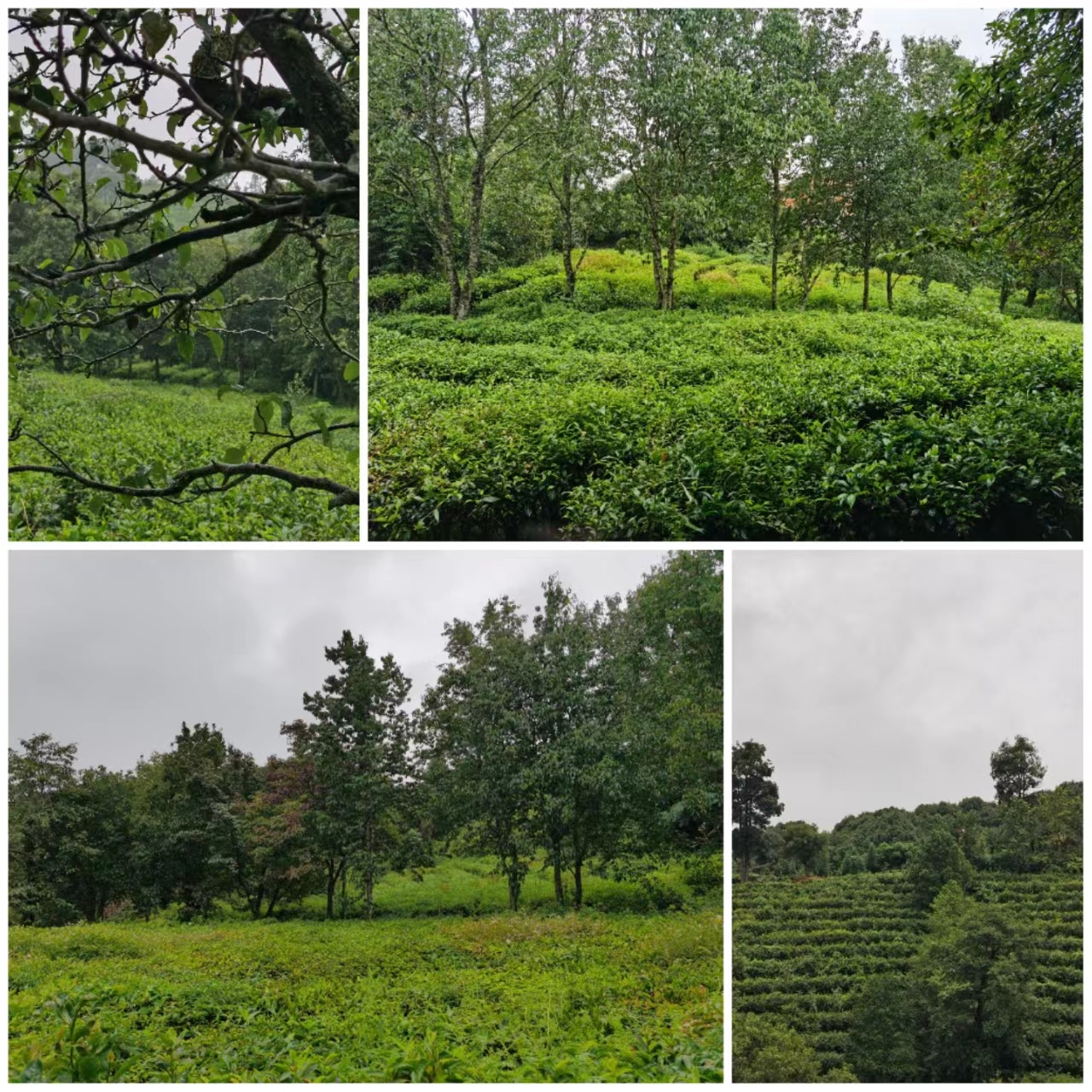 峨山云茶山庄茶地雪景,峨山县云茶山庄景区8月
