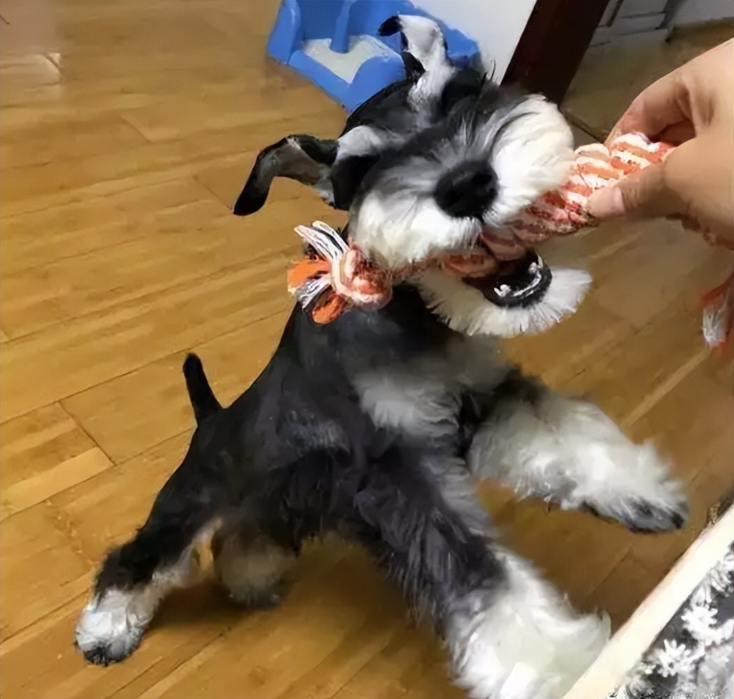 雪纳瑞为什么会把屎拉在窝里,雪纳瑞一定要好好对待自己的狗子