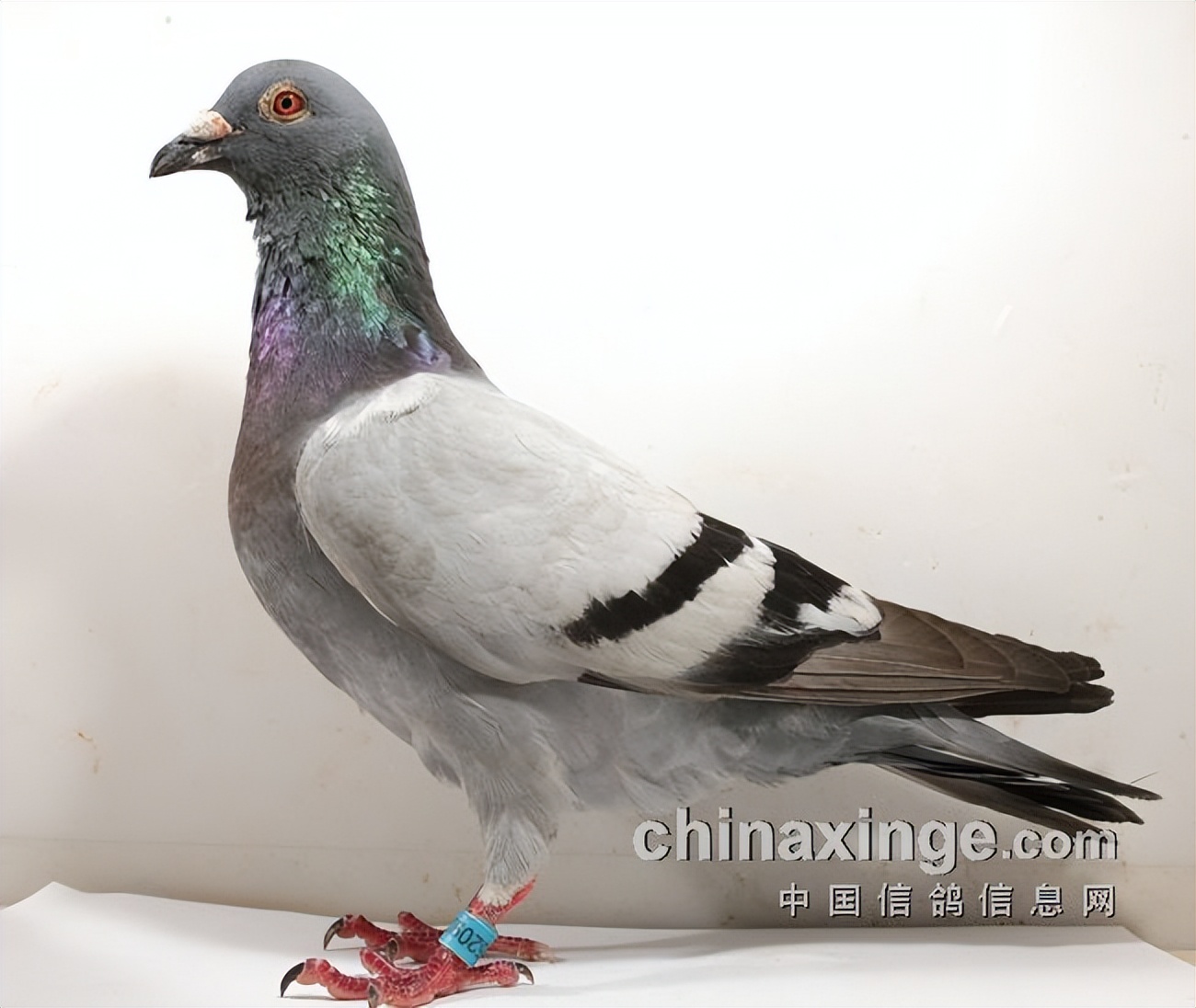 宁镇扬大赛,宁镇扬足球邀请赛