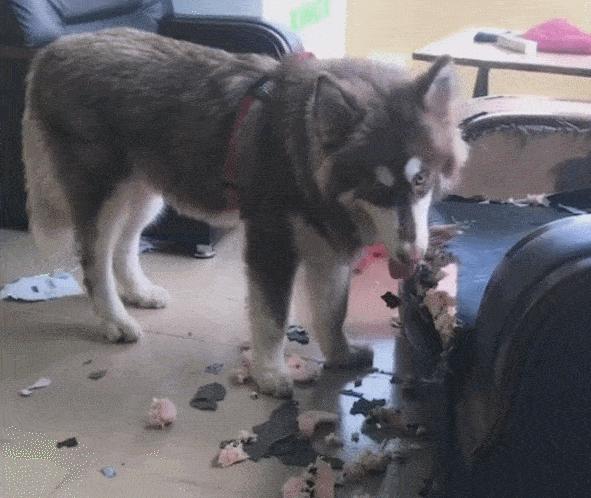 主人太经常在家猫咪会抑郁吗,狗狗和猫咪在家里的最佳表现