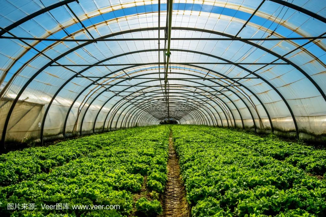 大棚里什么方法除湿最好,大棚怎么除湿