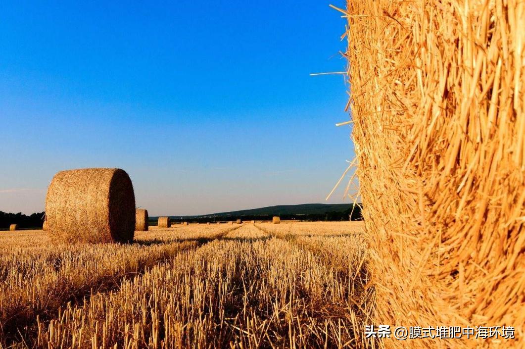 农作物秸秆养鸵鸟变废为宝,银川让农作物秸秆变废为宝
