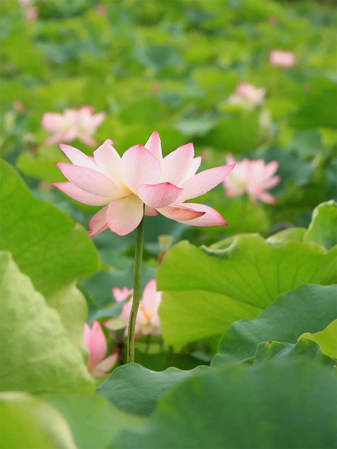 广州从化赏荷花胜地,从化草埔荷花