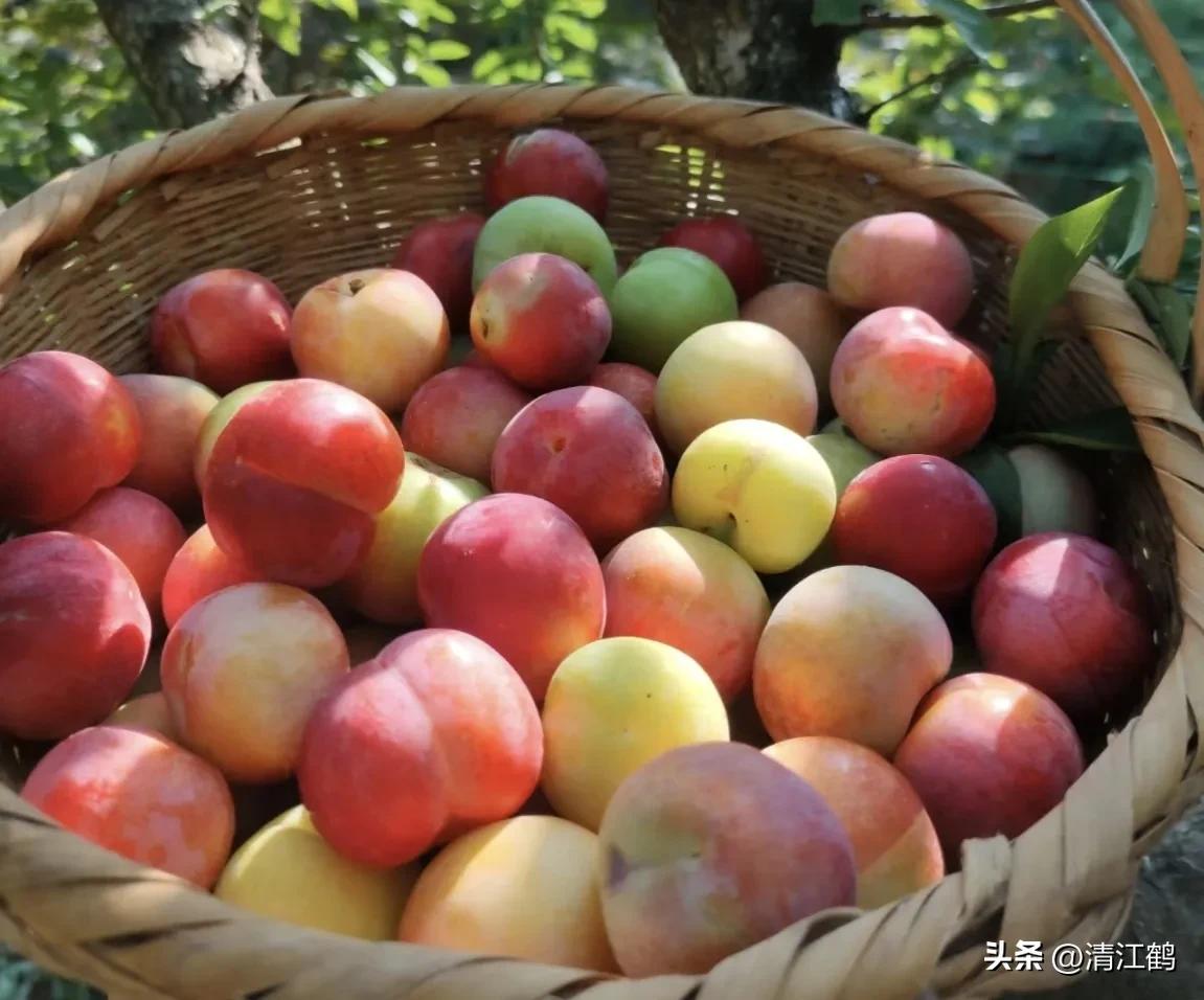 李子叶病害图片大全,李子树上白点是什么病害