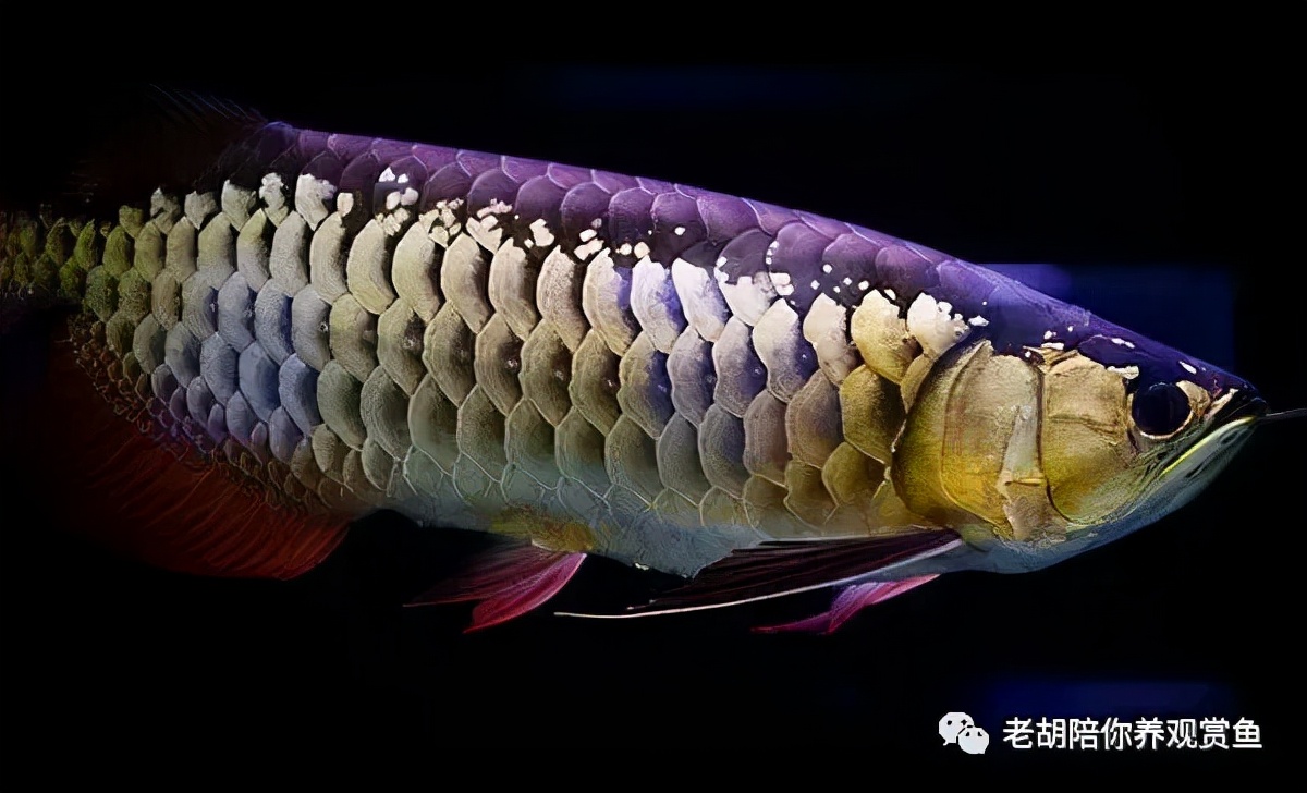 金龙鱼饲养过程中的注意事项,鱼缸饲养金龙鱼能长多大