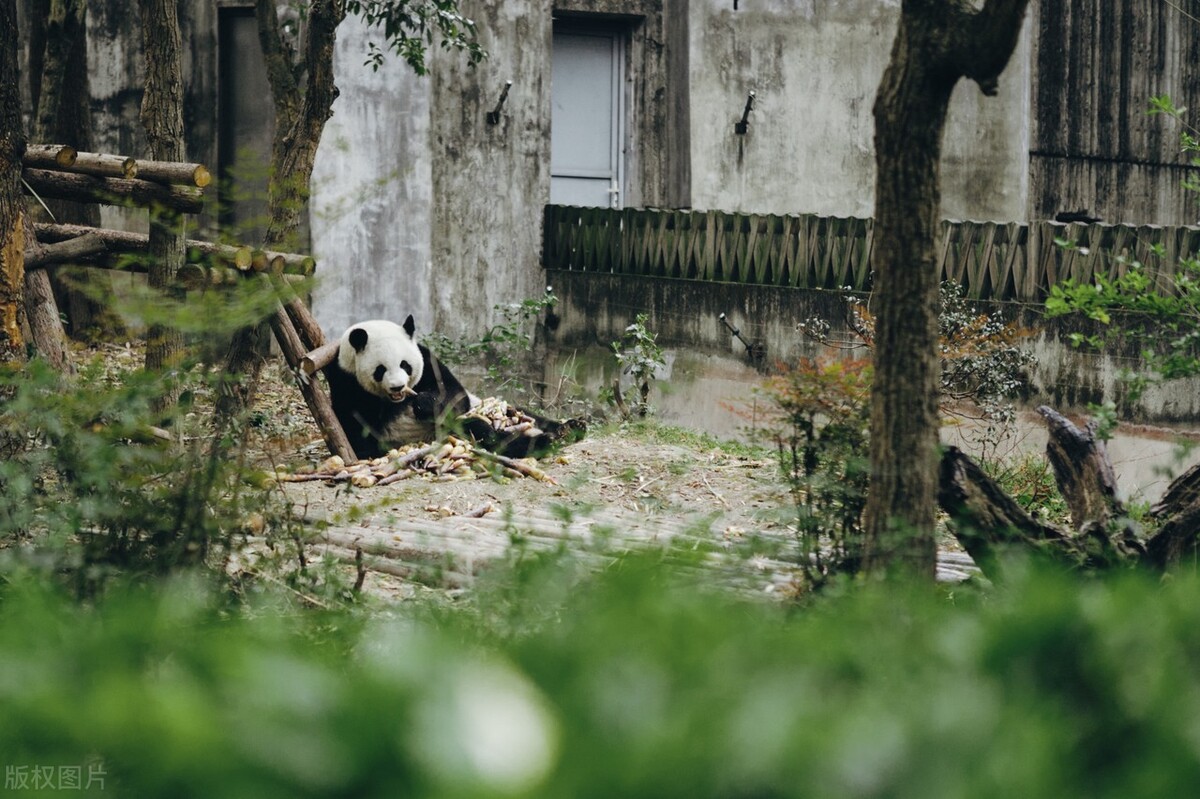 旅日熊猫都要送回来吗,旅日大熊猫过得怎么样