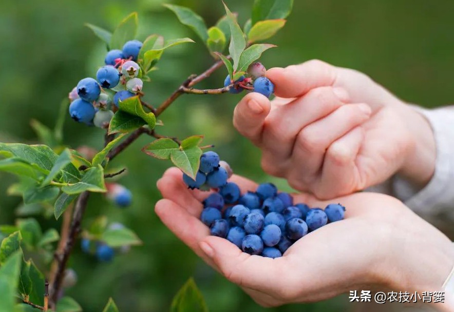 蓝莓栽培实用技术,蓝莓基质栽培水肥应该用多少