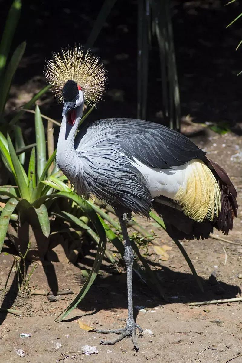 每日古文中学生,古文学习每日一篇