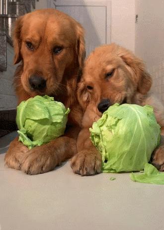 别管养什么狗，这些“忌讳”不要犯，不然它会翻脸！