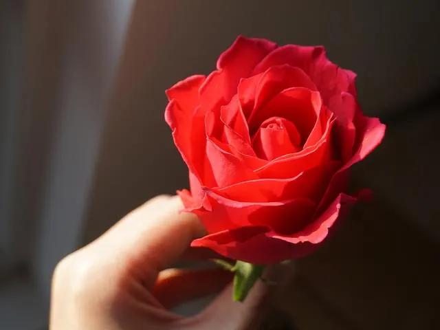 七夕约会的正确打开方式,七夕约会价目表