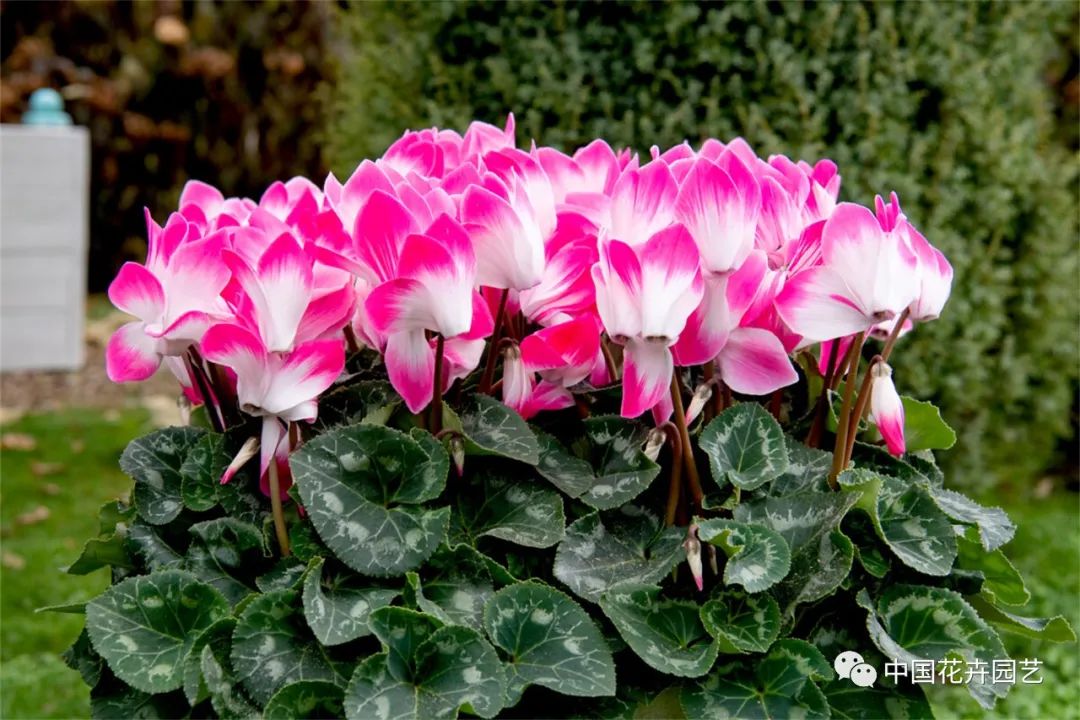 鑺卞崏鍝佺灞曠ず,鏂颁紭鑺卞崏鍝佺灞曠ず