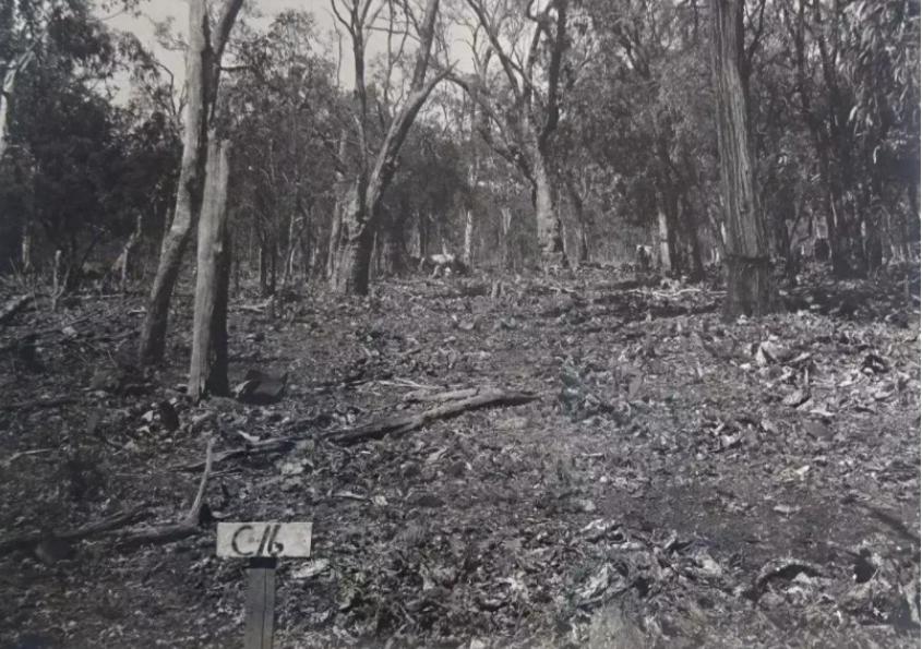 为何英国要在澳洲种仙人掌喂虫子？华丽军服的背后，落得一地鸡毛