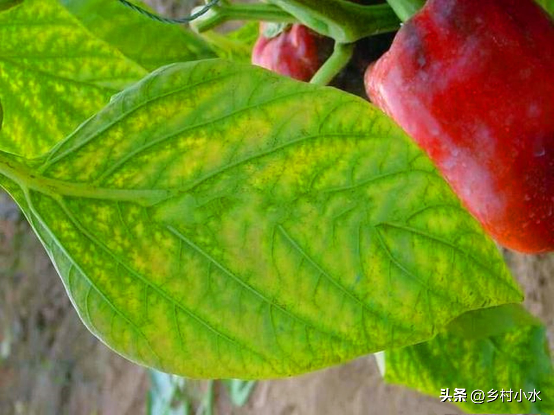 辣椒缺什么素易黄叶掉叶,辣椒缺镁黄叶怎么办