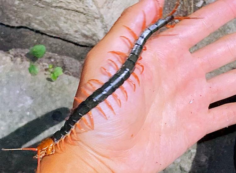 蜈蚣为什么是特别毒的虫,一般蜈蚣的毒性有多强