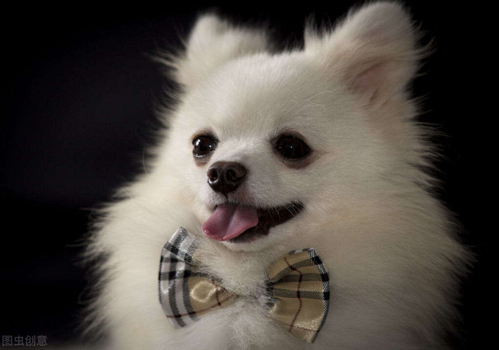 狗狗体外驱虫以后总是挠痒怎么办,定期驱虫为啥狗狗还挠痒