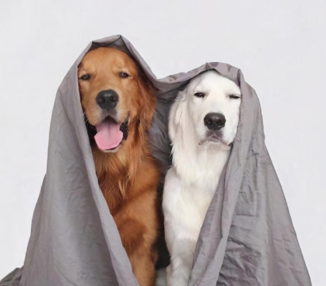 你必须了解的两性知识,你必须要知道的宠物知识