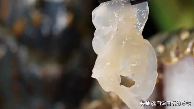 龙虾青龙和花龙区别,龙虾也是生物为什么我们要吃它