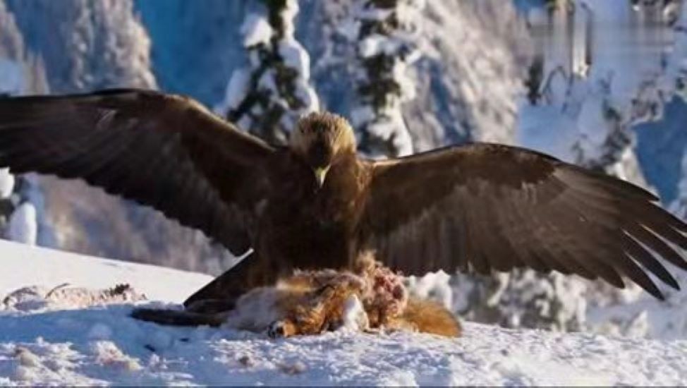 金雕袭击人,金雕袭击人类事件