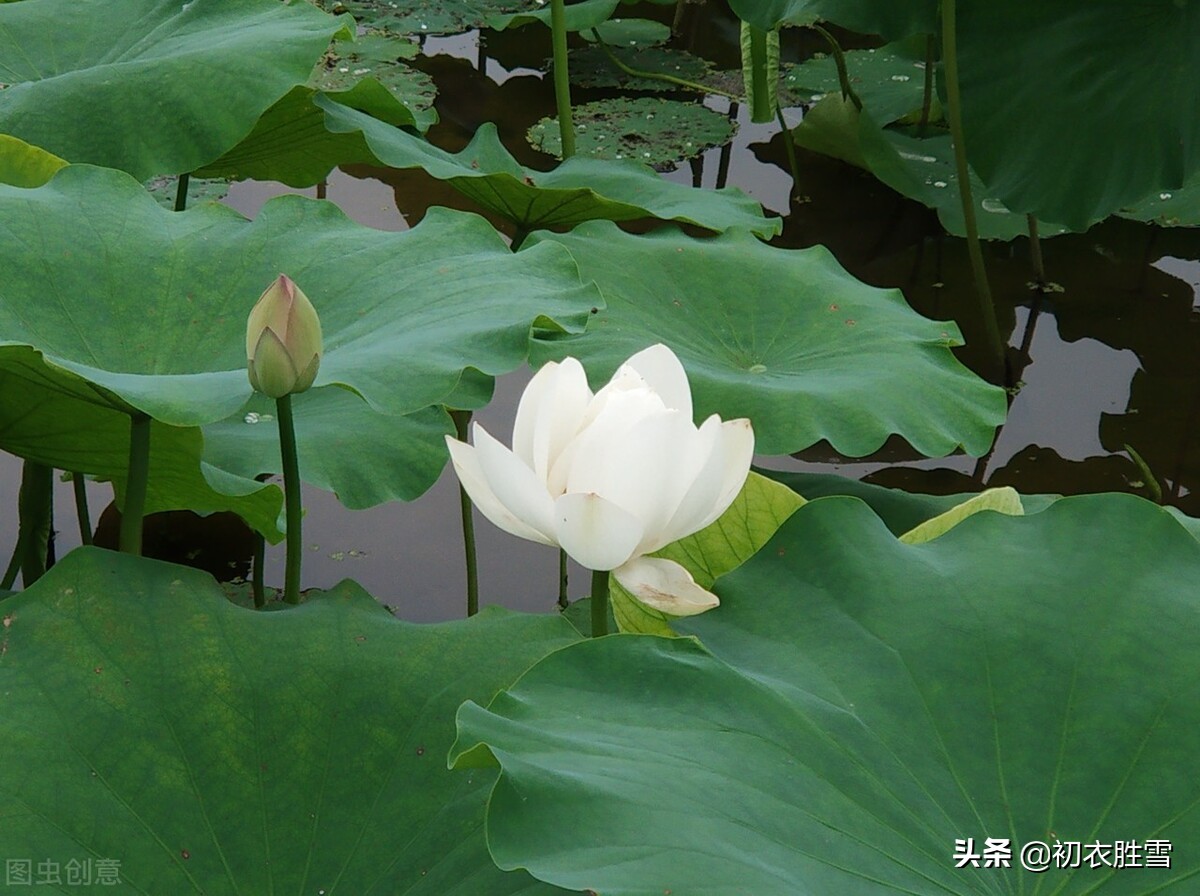 描写荷花的古诗10首出淤泥而不染,白荷花的诗句唯美句子