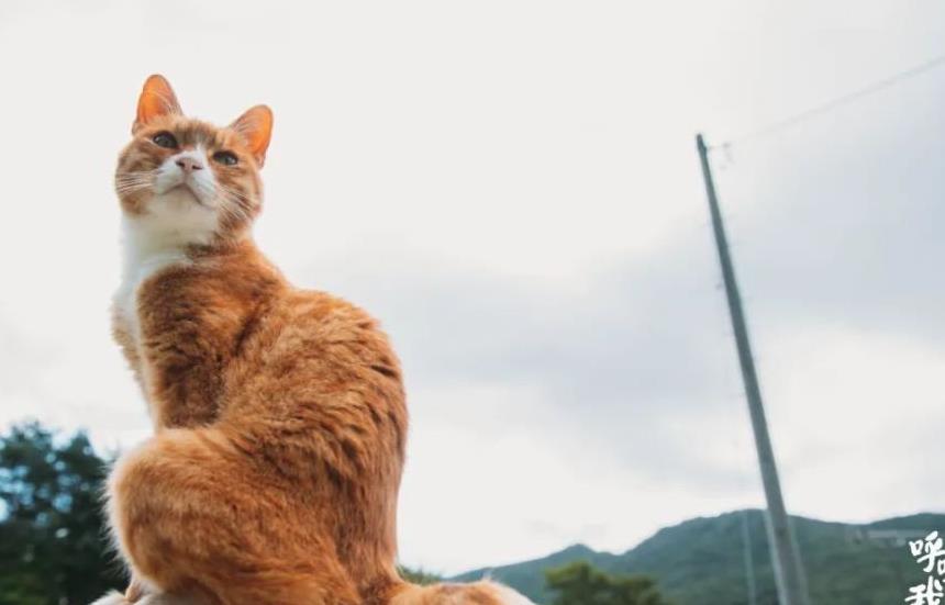 往返福岛11年，他拍下*污染核**区被遗弃的数百个毛孩子故事