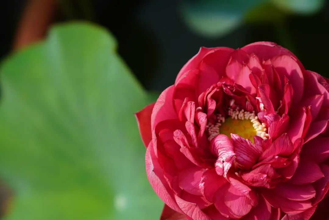 绝美的荷花品种大全图集,超好看荷花品种大型荷花