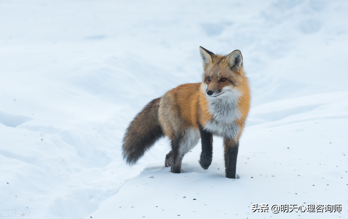 心理咨询的治疗原理