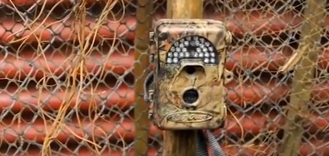 20年广东老太捡到一只“野猫”,越养越不对劲,专家看后立即报案