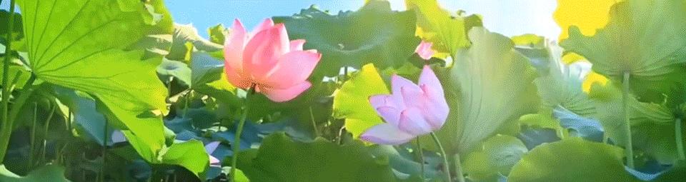 促进水稻氮素吸收利用的途径,促进水稻根系生长的措施