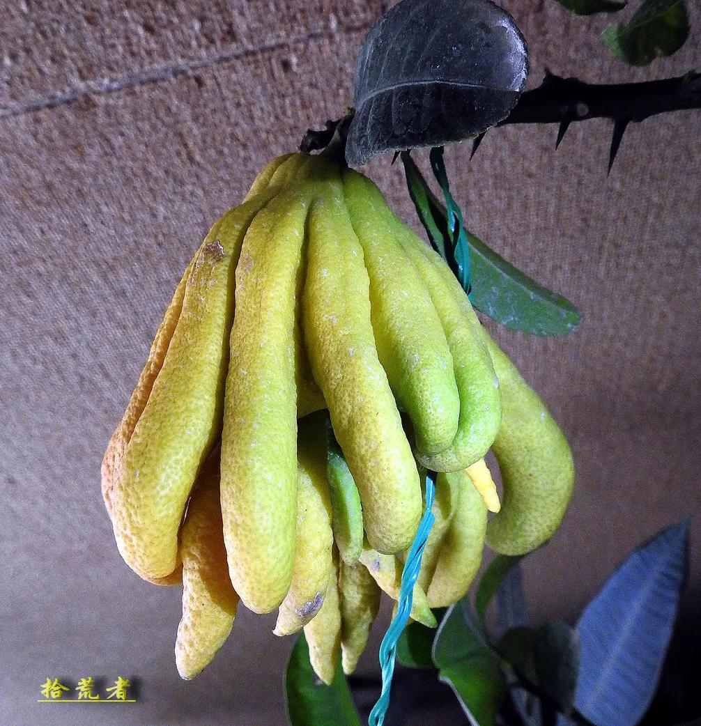 世界各国最漂亮的佛手植物图片,佛手是观花植物吗图片