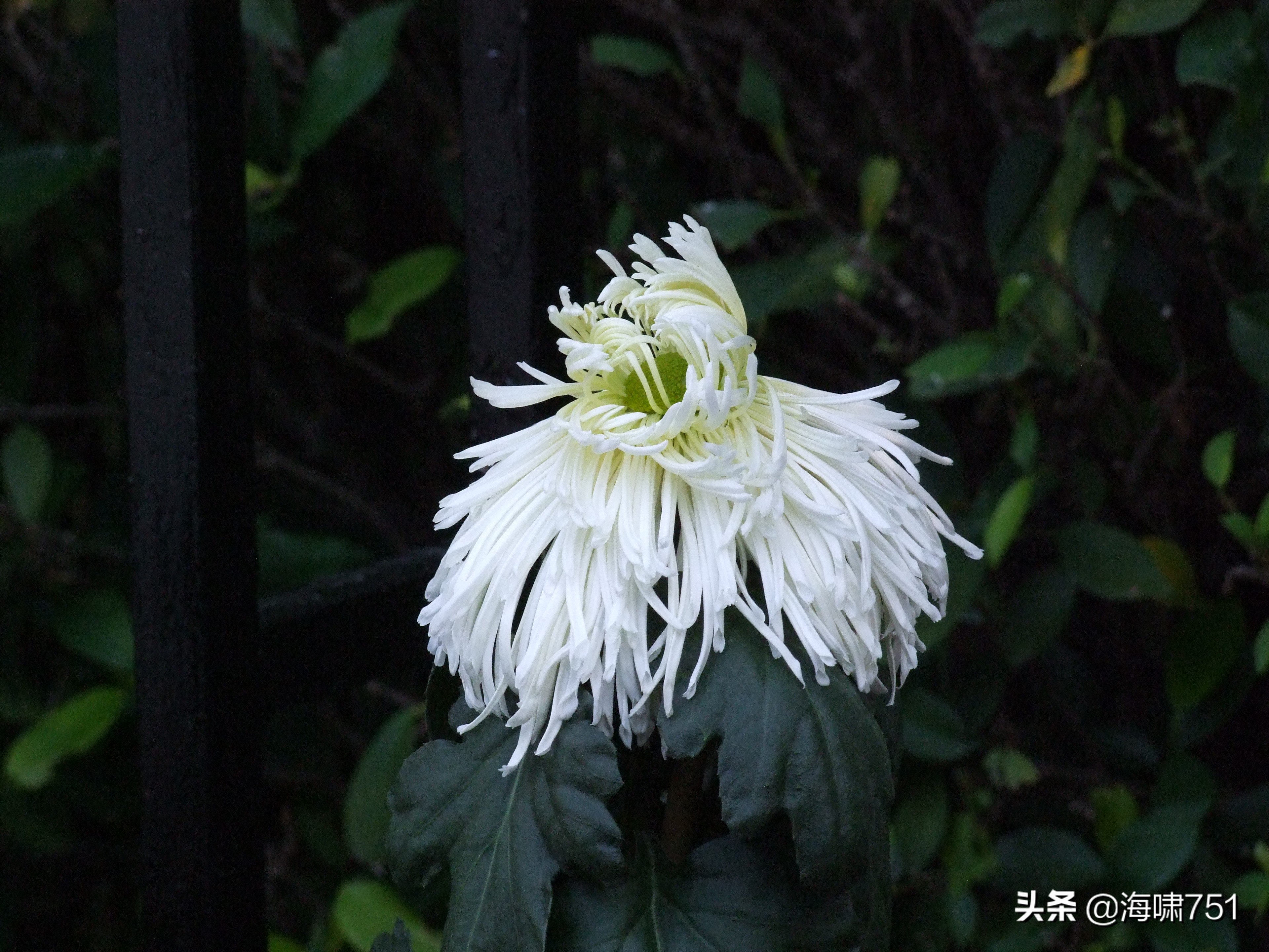 黄花岗公园开放时间,黄花岗公园停车