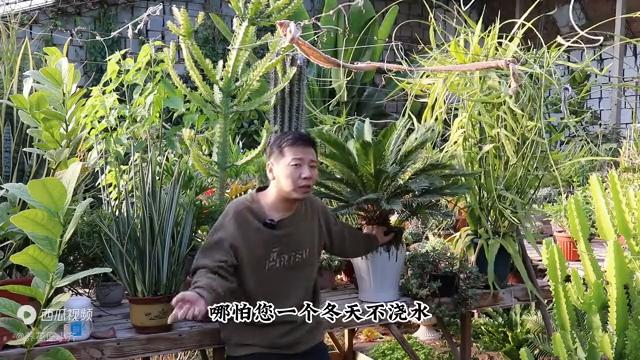 铁树的习性与种植方法,无叶铁树冬季在北方要晒太阳吗