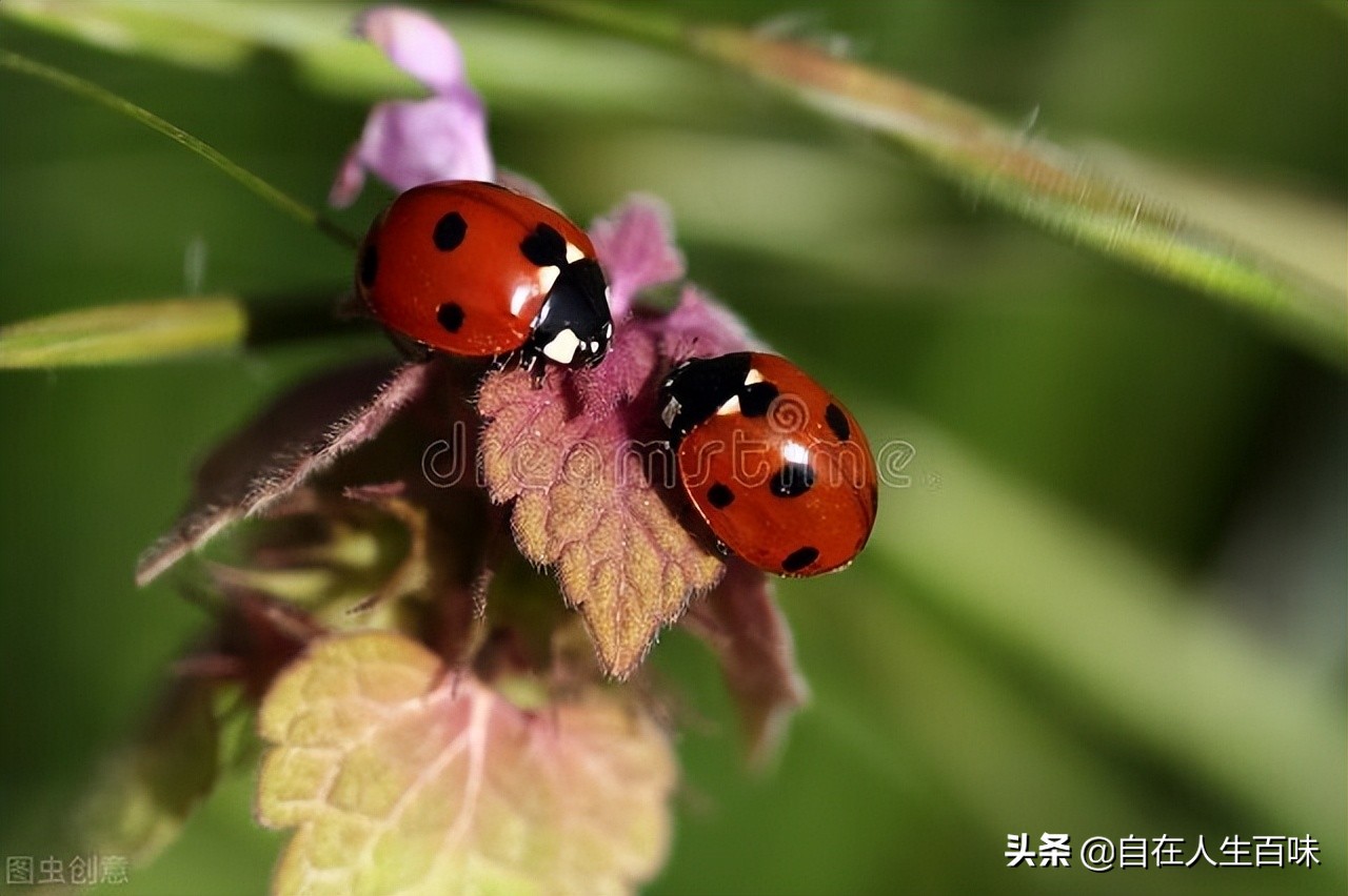 农村常见的虫子各叫什么名字,夏天家里最常见的虫子