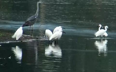 大闸蟹养殖致富路线,自己家如何养殖大闸蟹赚钱