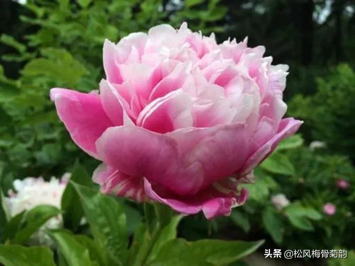 花儿朵朵开，香艳惹人爱，闻香觅花来，弄花香满衣