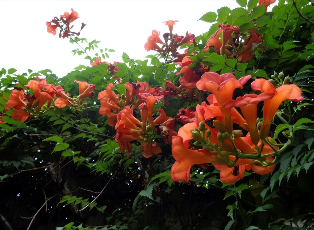 不想养的花太乱太杂哪些值得养,家中千万别养这8种毒花