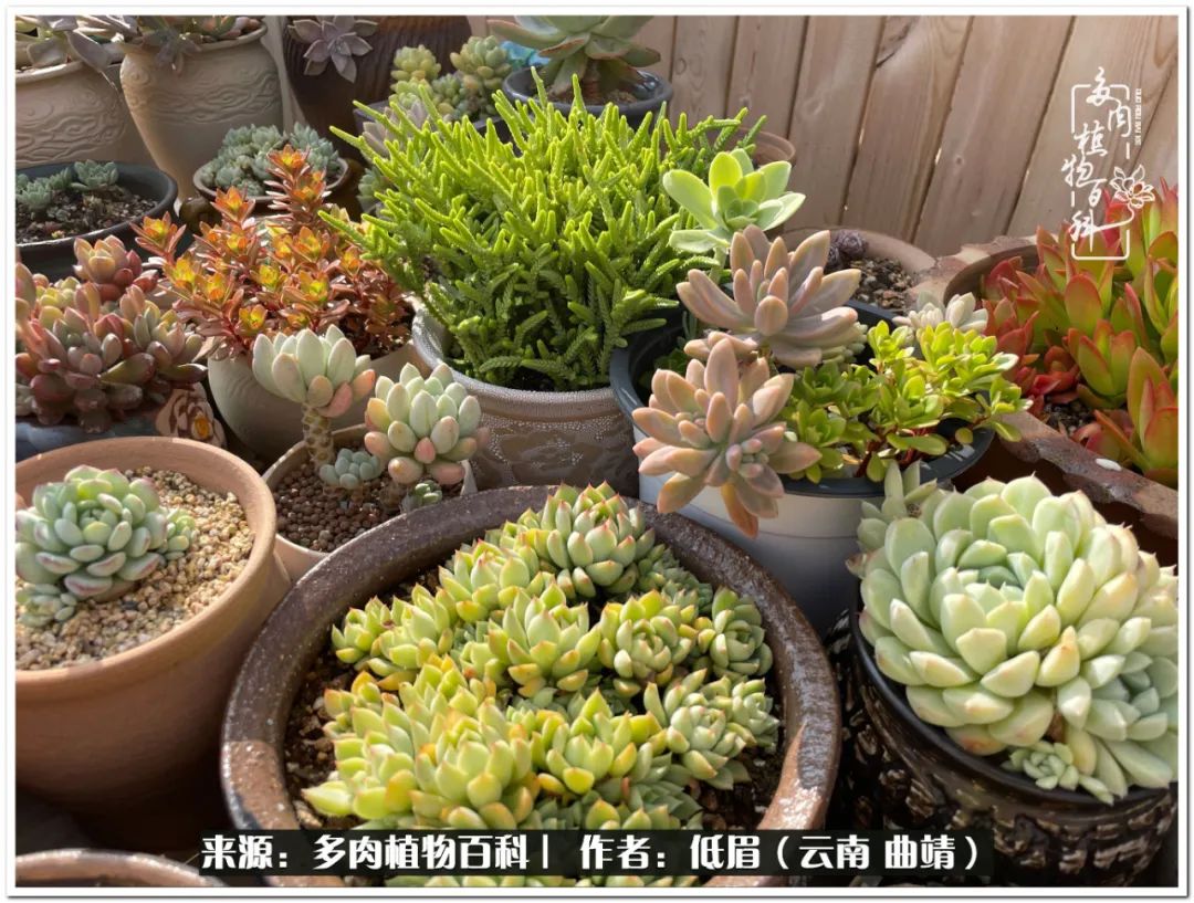养了8年的多肉,养了七年多肉