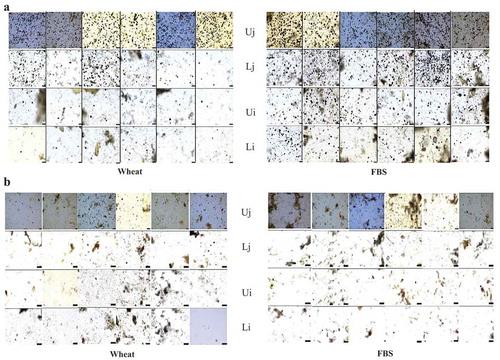 淀粉来源和糊化度对肉鸡生产性能和小肠消化的相互作用