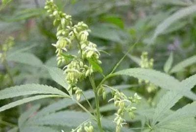 火麻仁属于违禁品,火麻这个植物有毒吗