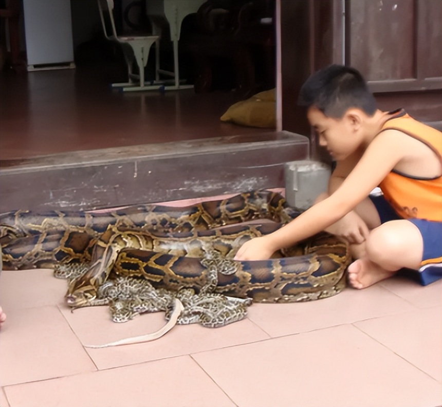 96年海南巨蟒,96年海南巨蟒事件真实情况