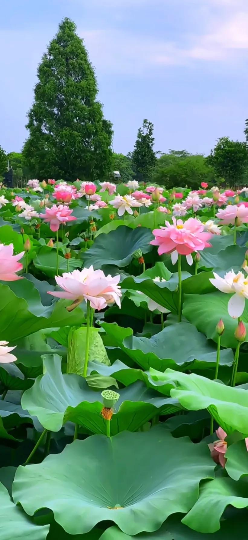 夏的季节荷花图片,三夏荷花图片