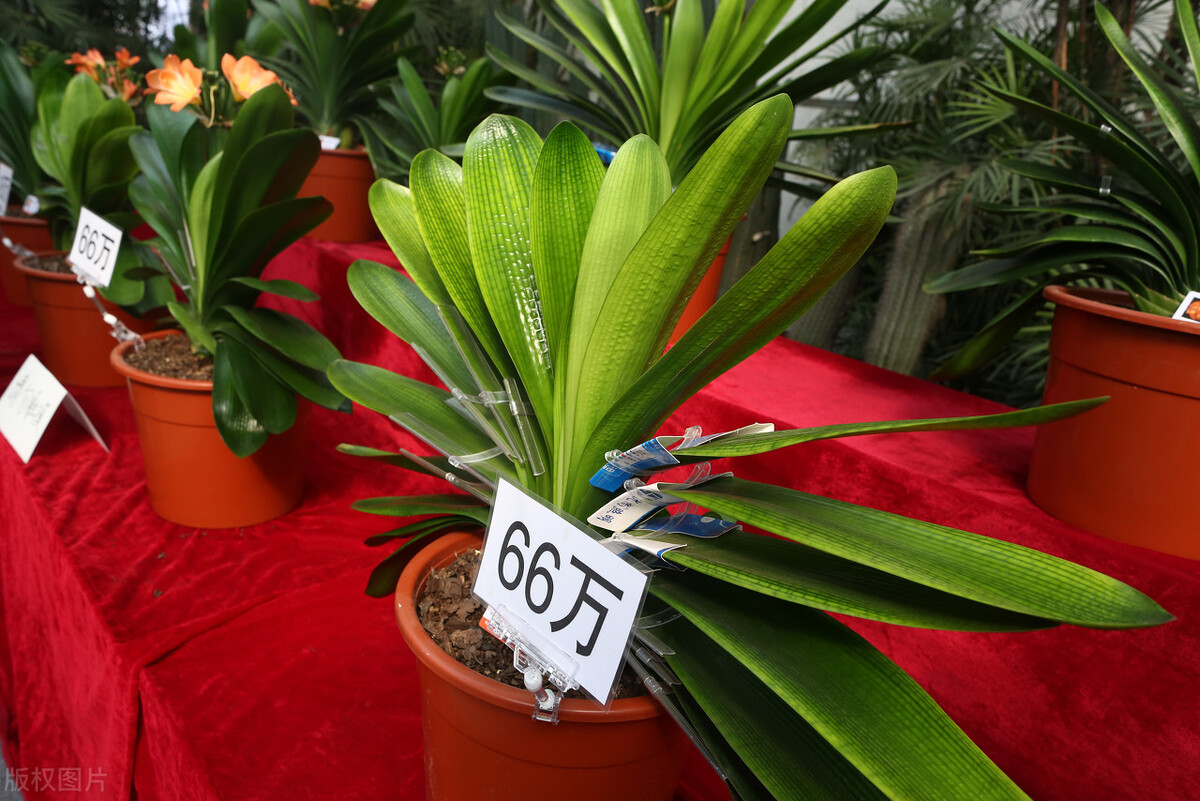 春天养君子兰，做好“4件事”，多长新叶子，花期满盆冒花箭